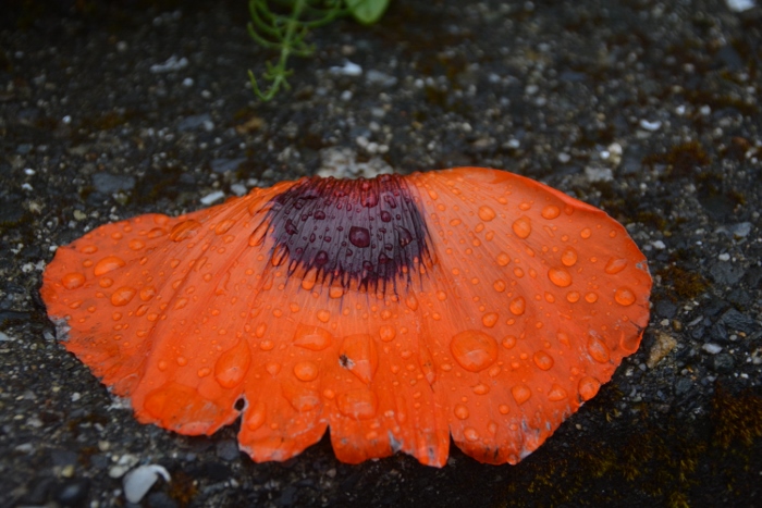 poppy
